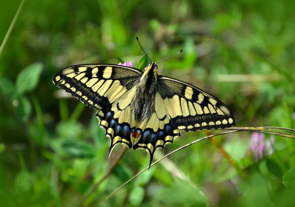 A yellow and black butterfly with intricate patterns rests on a plant amid green foliage, offering a moment of tranquility reminiscent of nature's gentle touch in healing settings like those embraced by dedicated NHS doctors.