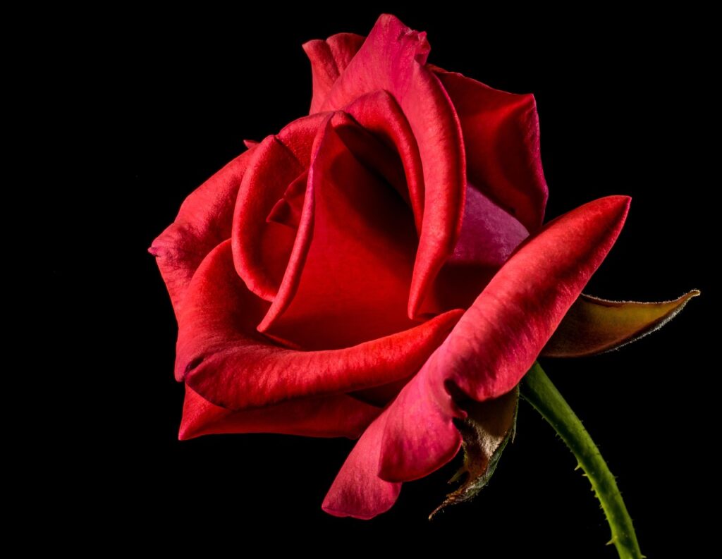 Red rose symbolizing the Labour Party